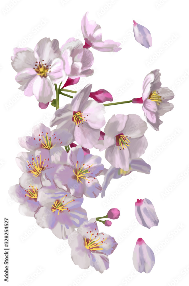 Obraz premium 桜 リアルイラスト
