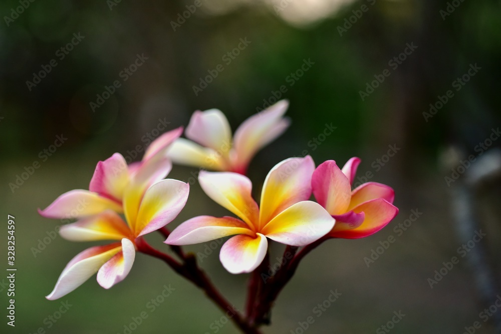 Fototapeta premium Colorful flowers in the garden.Plumeria flower blooming.Beautiful flowers in the garden Blooming in the summer