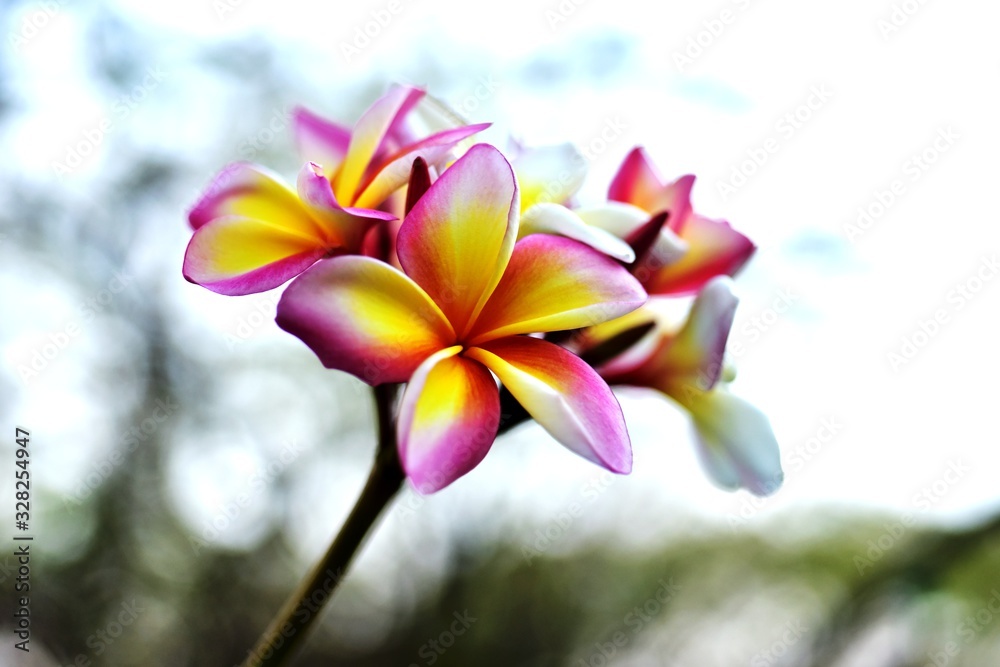 Fototapeta premium Colorful flowers in the garden.Plumeria flower blooming.Beautiful flowers in the garden Blooming in the summer