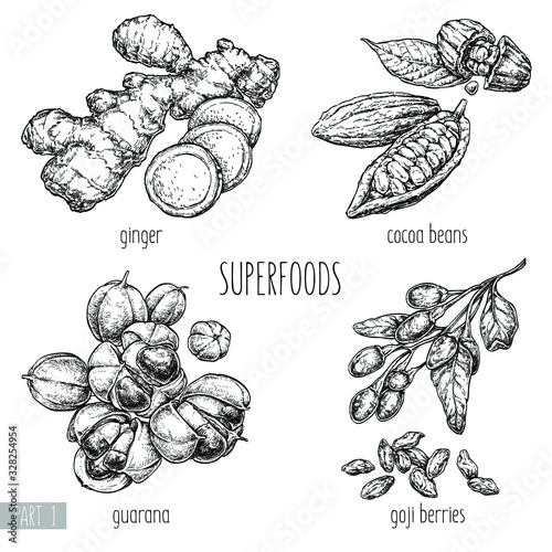 Superfood hand drawn vector illustration. Ginger, goji berries, guarana, cocoa beans on white background. Healthy food. Engraving sketch vintage style