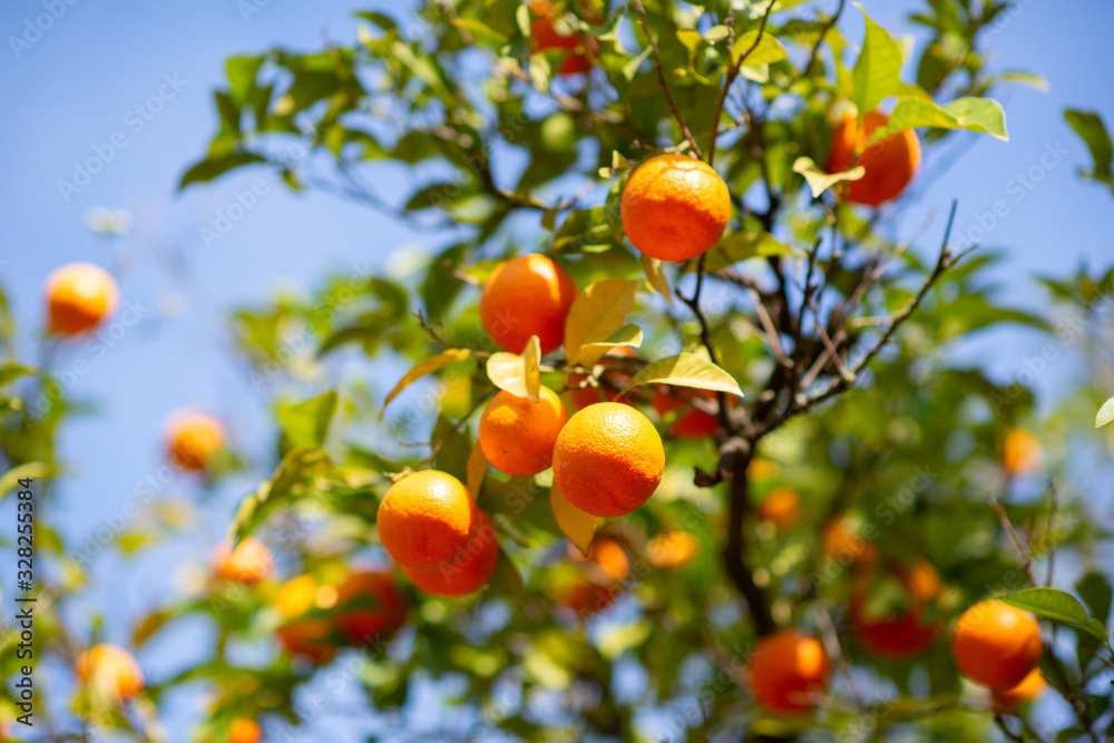 Orange tree with ripe fruits. Tangerine. Branch of fresh ripe oranges with leaves in sun beams. Satsuma tree picture. Citrus