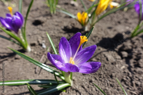 Bright violet and yellow flowers of crocuses in April