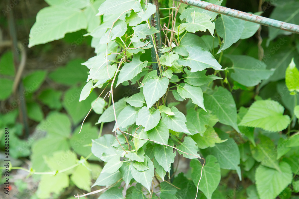 Polygonum multiflorum Polygonum multiflorum
