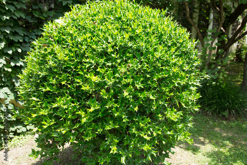 Chinese holly