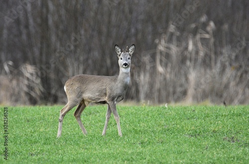 Fototapeta Naklejka Na Ścianę i Meble -  roe-deer