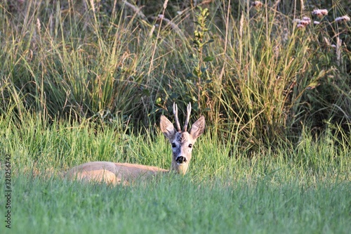 Fototapeta Naklejka Na Ścianę i Meble -  roe-deer