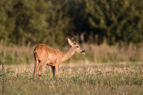 roe-deer