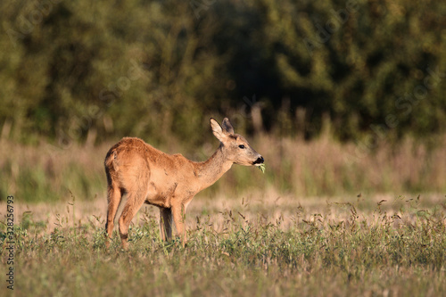 Fototapeta Naklejka Na Ścianę i Meble -  roe-deer