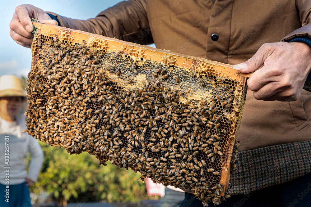Bees are busy making honey in the beehive Bees are busy making honey in the beehive
