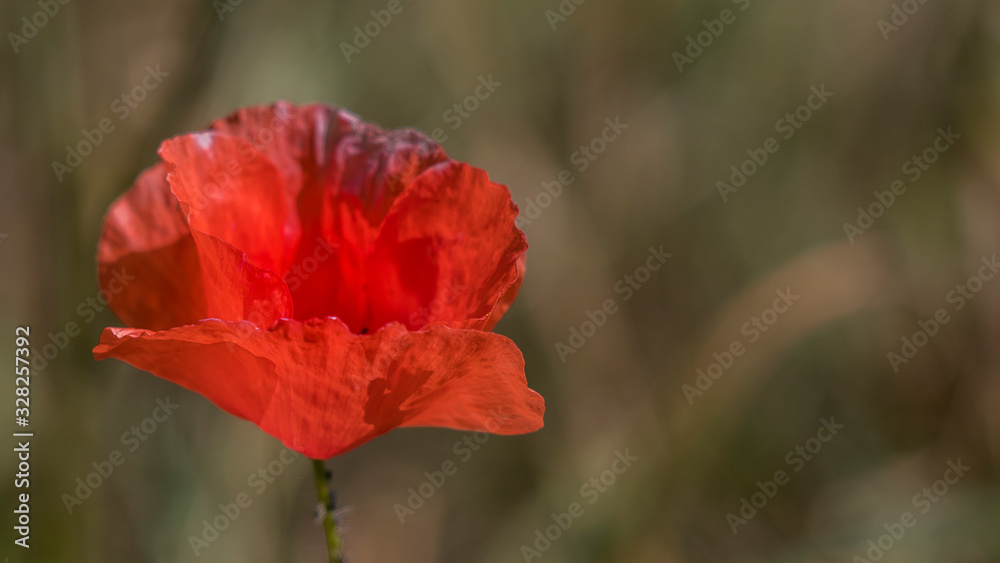 mohn mohn
