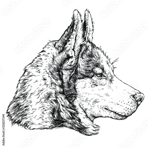 Sketch of Husky Dog. Vector Illustration