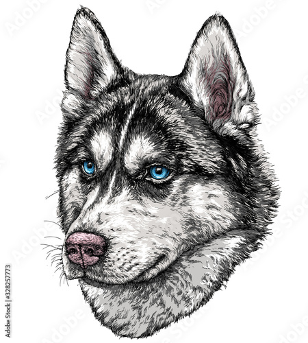 Sketch of Husky Dog. Vector Illustration