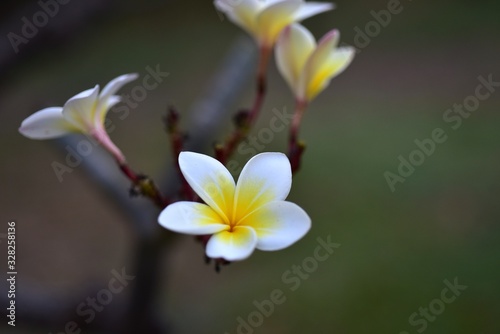 Colorful flowers in the garden.Plumeria flower blooming.Beautiful flowers in the garden Blooming in the summer