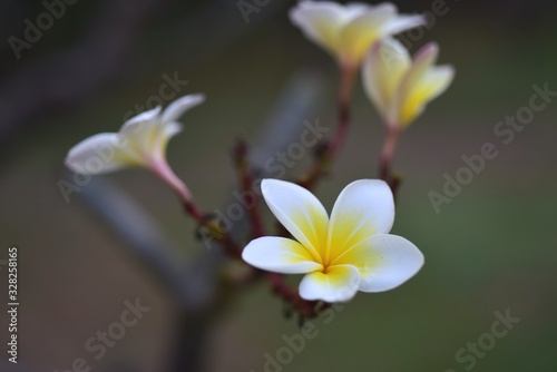 Beautiful flowers in the garden Blooming in the summer.Landscaped Formal Garden,Plumeria flower blooming. 
