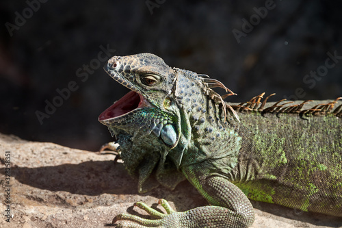 A large green iguana up close