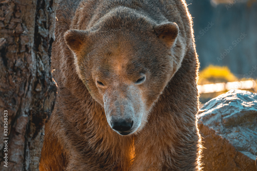 Obraz premium brown bear in the zoo