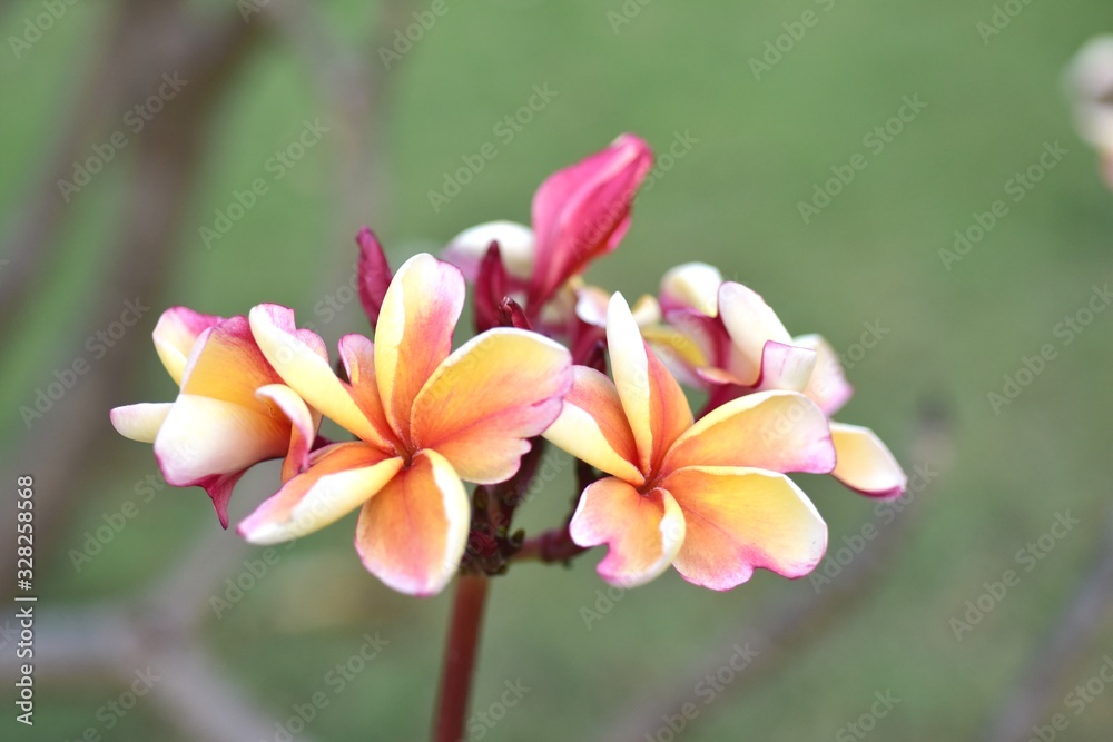 Beautiful flowers in the garden Blooming in the summer.Landscaped Formal Garden,Plumeria flower blooming.	