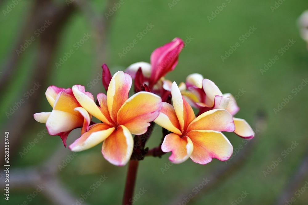 Colorful flowers in the garden.Plumeria flower blooming.Beautiful flowers in the garden Blooming in the summer