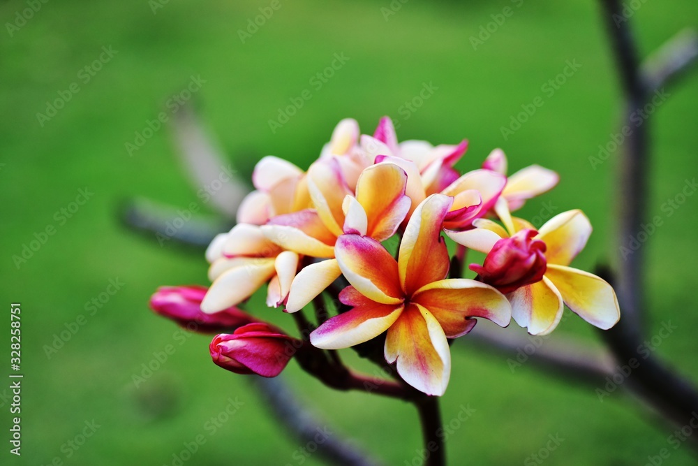Beautiful flowers in the garden Blooming in the summer.Landscaped Formal Garden,Plumeria flower blooming.	
