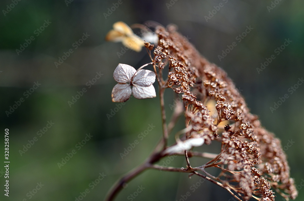 Verwelkte Blüte einer Strahlenhortensie Verwelkte Blüte einer Strahlenhortensie