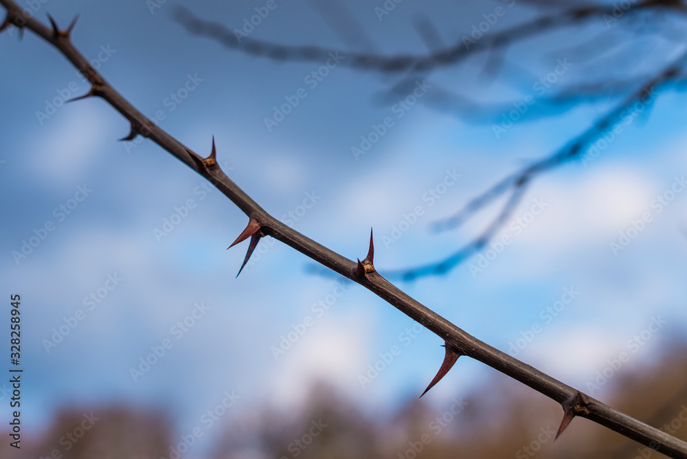 A branch with many thorns, thorny branch, spines A branch with many thorns, thorny branch, spines