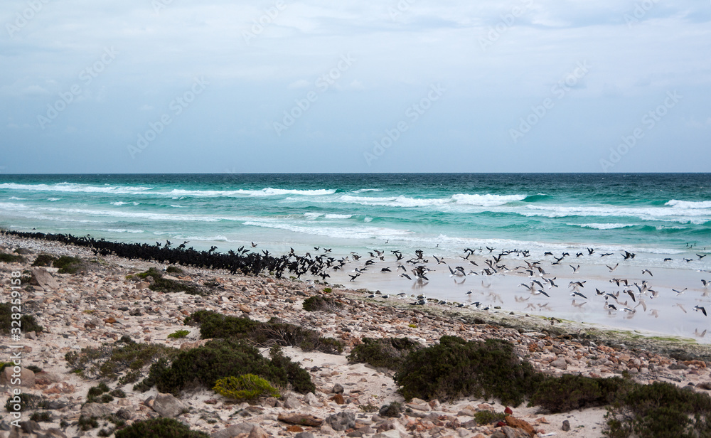 Cormorants of Socotra island