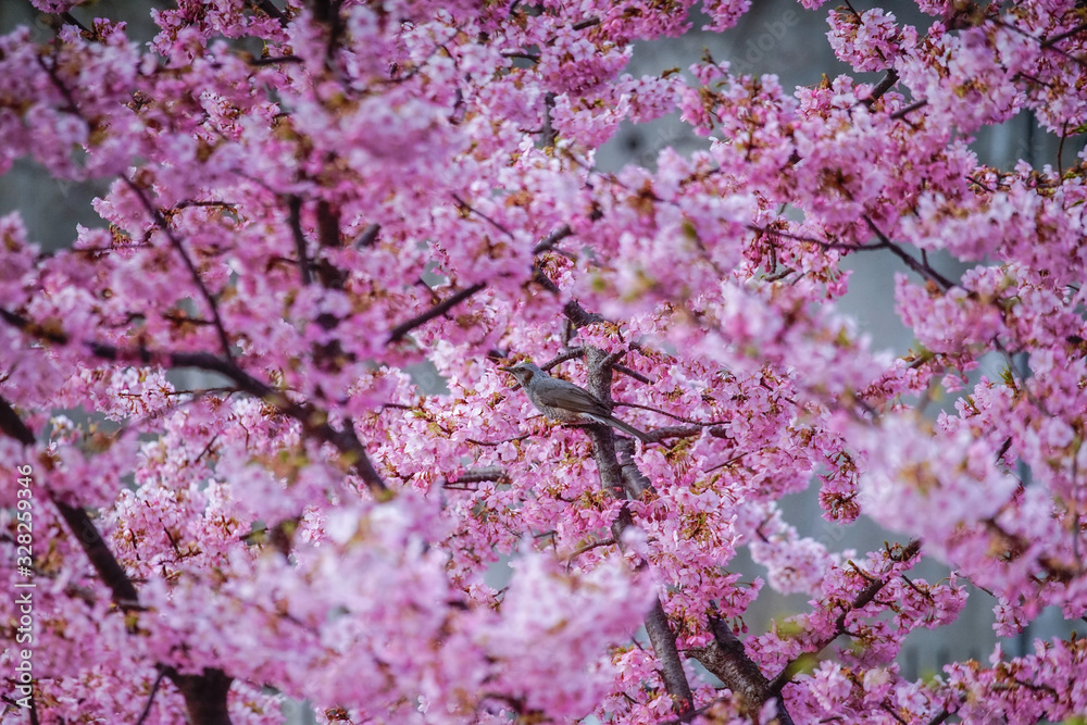 京都の風景　桜　 Country scenery cherry tree Kyoto Japan