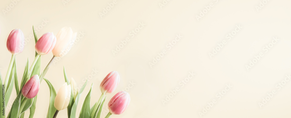 Spring tulip flowers banner, flyers, card template. Soft focus pastel colors nature background. Top view, copy space.