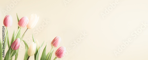 Fototapeta Naklejka Na Ścianę i Meble -  Spring tulip flowers banner, flyers, card template. Soft focus pastel colors nature background. Top view, copy space.