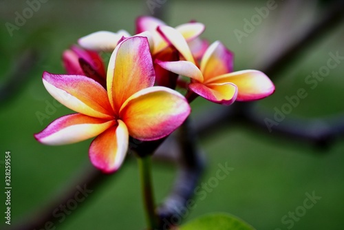 Beautiful flowers in the garden Blooming in the summer.Landscaped Formal Garden Plumeria flower blooming. 