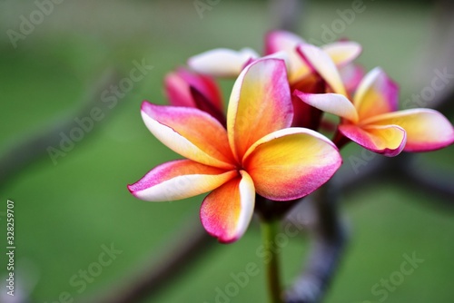 Beautiful flowers in the garden Blooming in the summer.Landscaped Formal Garden,Plumeria flower blooming. 