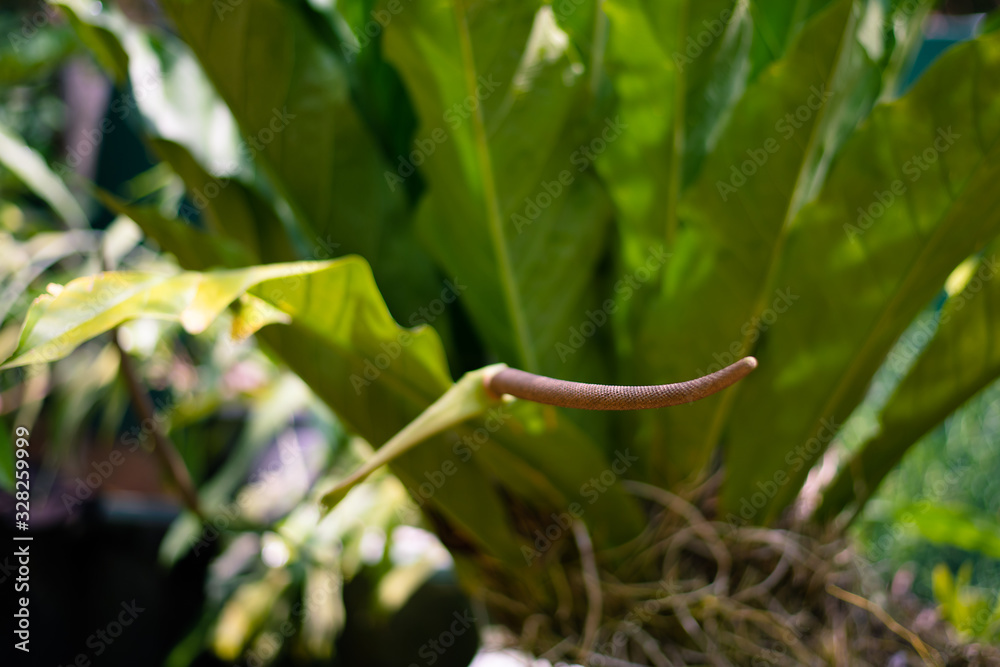 Obraz premium Young green leaves of Fern in garden of plants and spices in Sri Lanka