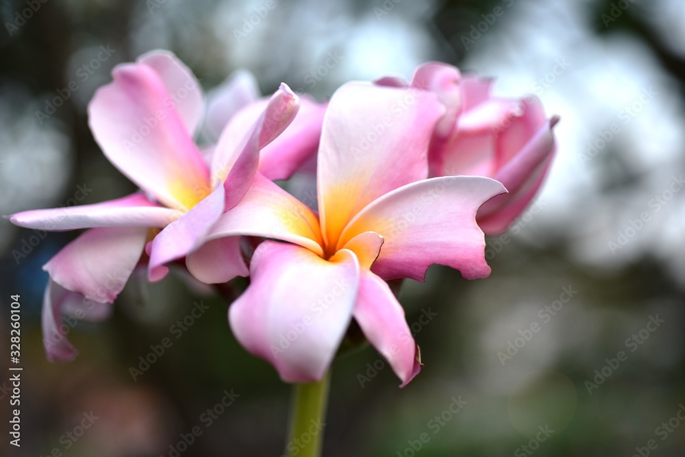 Beautiful flowers in the garden Blooming in the summer.Landscaped Formal Garden,Plumeria flower blooming. Beautiful flowers in the garden Blooming in the summer.Landscaped Formal Garden,Plumeria flower blooming.