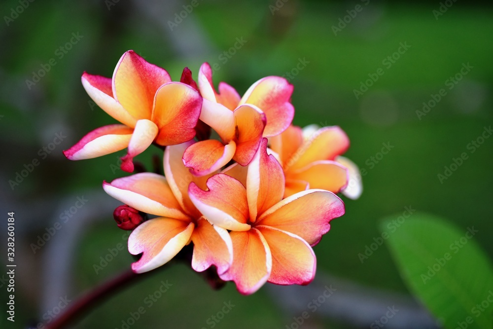 Beautiful flowers in the garden Blooming in the summer.Landscaped Formal Garden,Plumeria flower blooming. Beautiful flowers in the garden Blooming in the summer.Landscaped Formal Garden,Plumeria flower blooming.