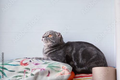 Funny tired adorable grey tabby scottish fold cat with amber eyes lies near big window among pillows and looking aside