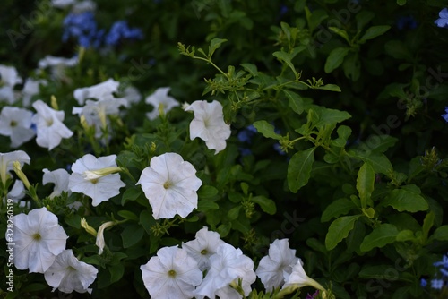 Beautiful flowers in the garden Blooming in the summer.Landscaped Formal Garden,Plumeria flower blooming.	