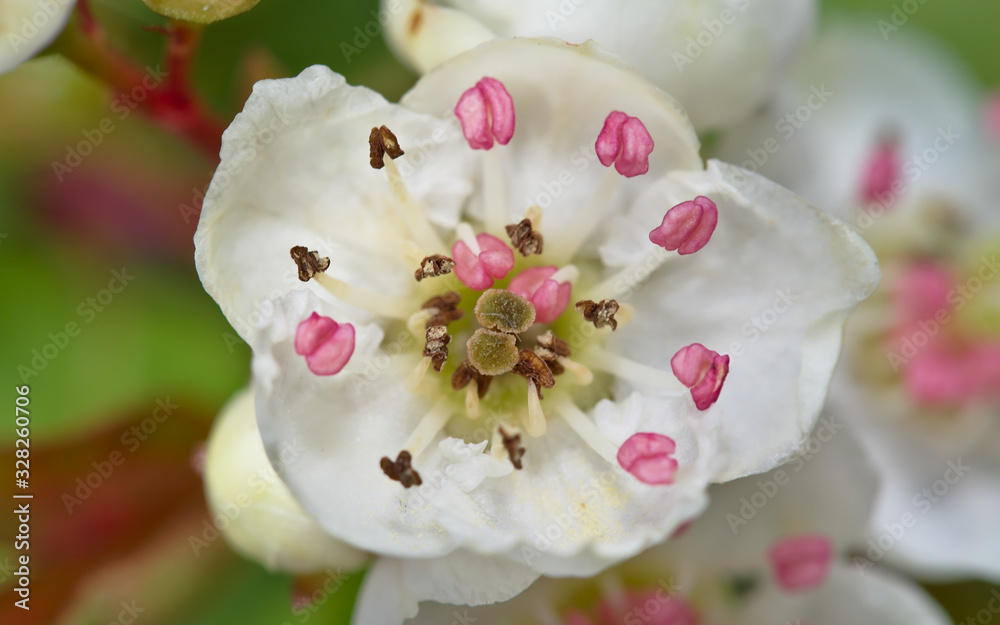 Pink anthers floating on white flowers