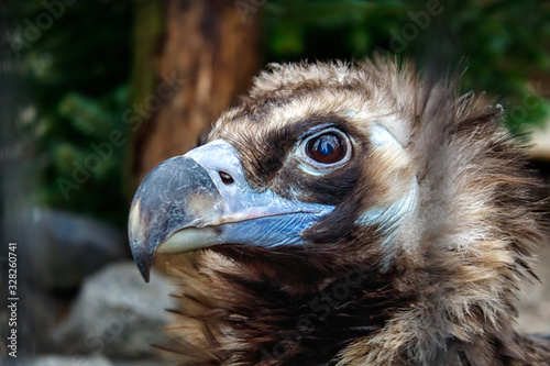 head of black vulture closeup outdoor