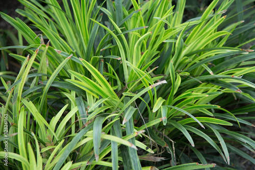 Dwarf Winter Wheat