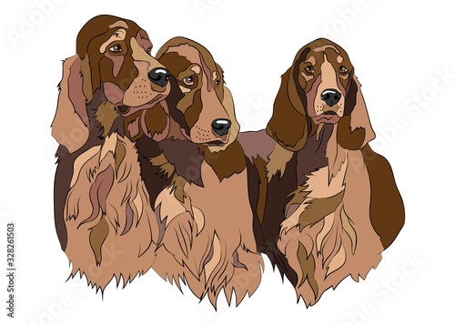 Vector illustration of Irish Setter group dogs breed. For logo branding,t-shirt design, coloring book, catalog dog show, grroming salon, pet shop