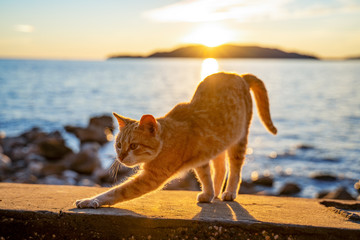 Ginger cute cat stretching a rocky beach and a beautiful sunset over the ocean in the background