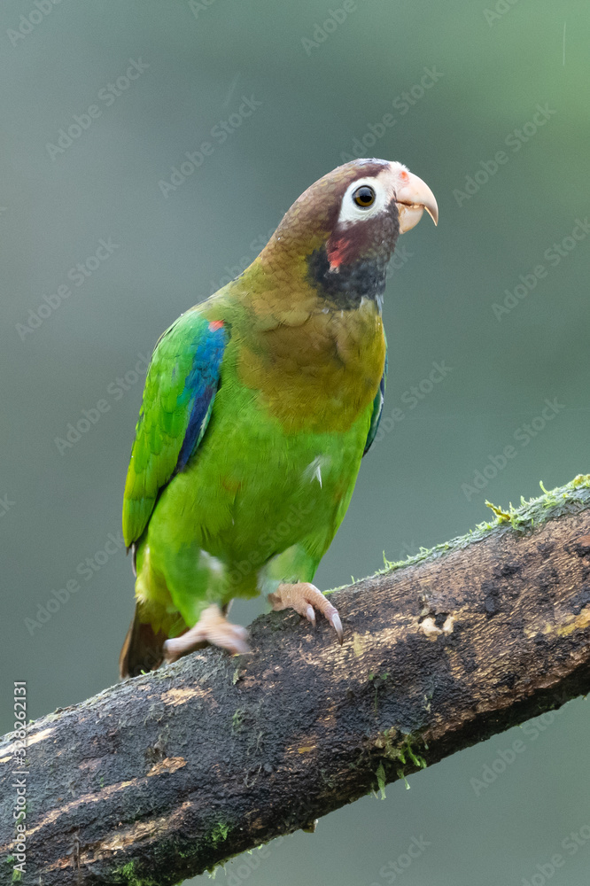 Portrait of light green parrot with brown head, Brown-hooded Parrot, Pionopsitta haematotis. Wildlife bird from tropical forest. Parrot from Central America. Portrait of light green parrot with brown head, Brown-hooded Parrot, Pionopsitta haematotis. Wildlife bird from tropical forest. Parrot from Central America.