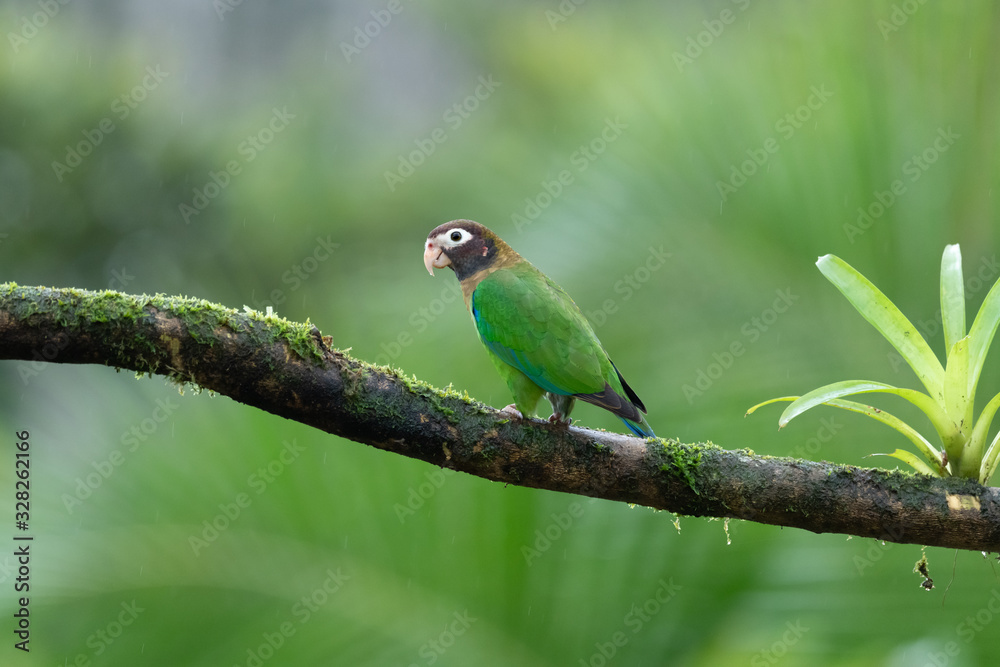 Portrait of light green parrot with brown head, Brown-hooded Parrot, Pionopsitta haematotis. Wildlife bird from tropical forest. Parrot from Central America. Portrait of light green parrot with brown head, Brown-hooded Parrot, Pionopsitta haematotis. Wildlife bird from tropical forest. Parrot from Central America.