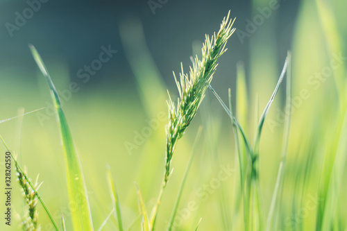 photo of closeup summer or spring green grass on meadow