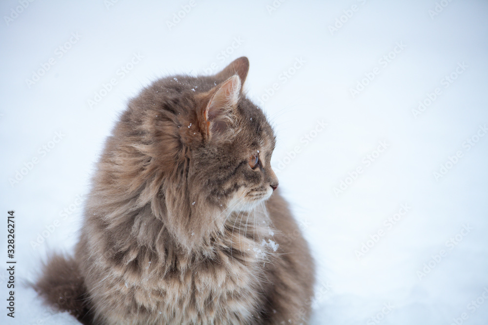 Portrait of a Siberian cat sitting outdoors in the snow in winter