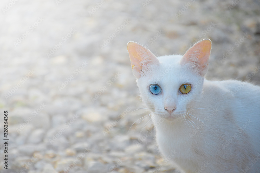 Khao Manee or white gem cat is a Thai cat. It has two eyes' colors, yellow and blue Khao Manee or white gem cat is a Thai cat. It has two eyes' colors, yellow and blue