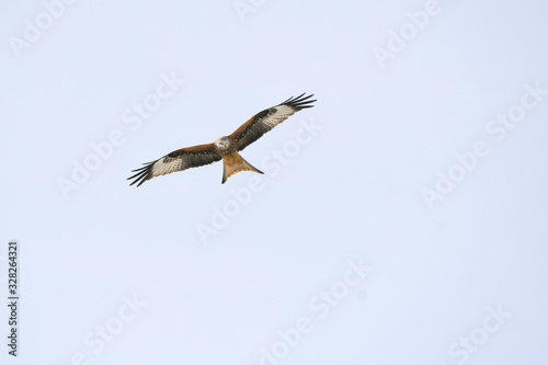 bird of prey red kite in flight