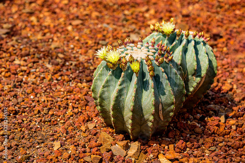 Ferocactus glaucescens var. nudum with yellow flowering on the pebble ground. photo