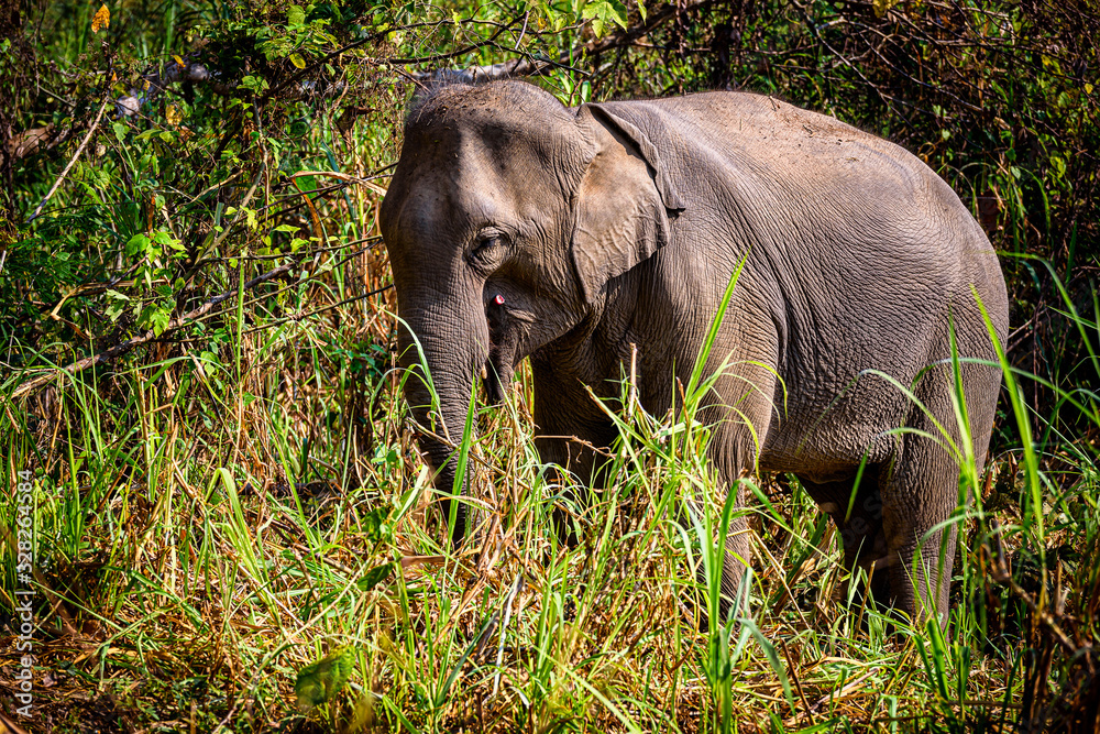 Asian Elephant It is a Big mammal.