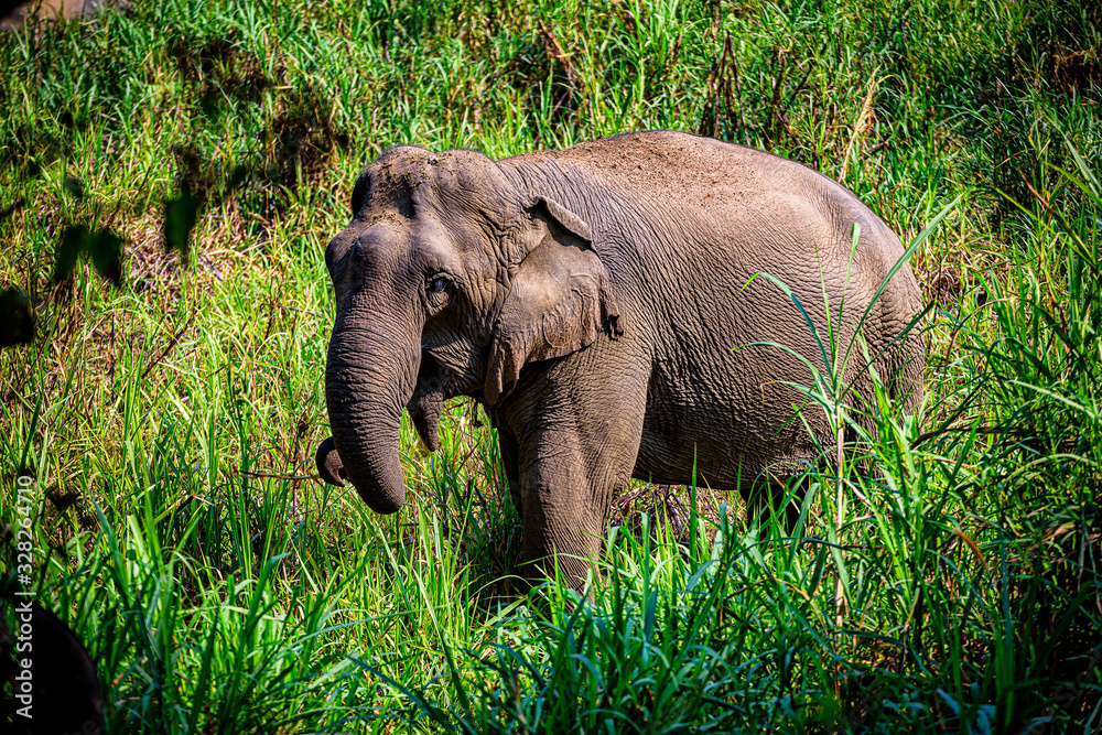 Fototapeta premium Asian Elephant It is a Big mammal.